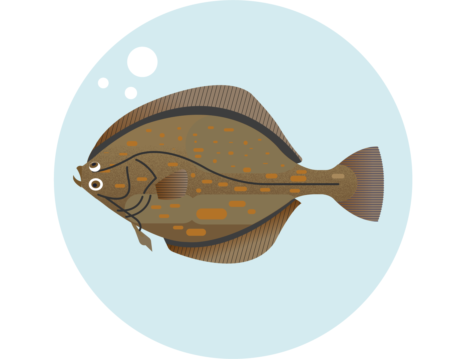 Common flounder