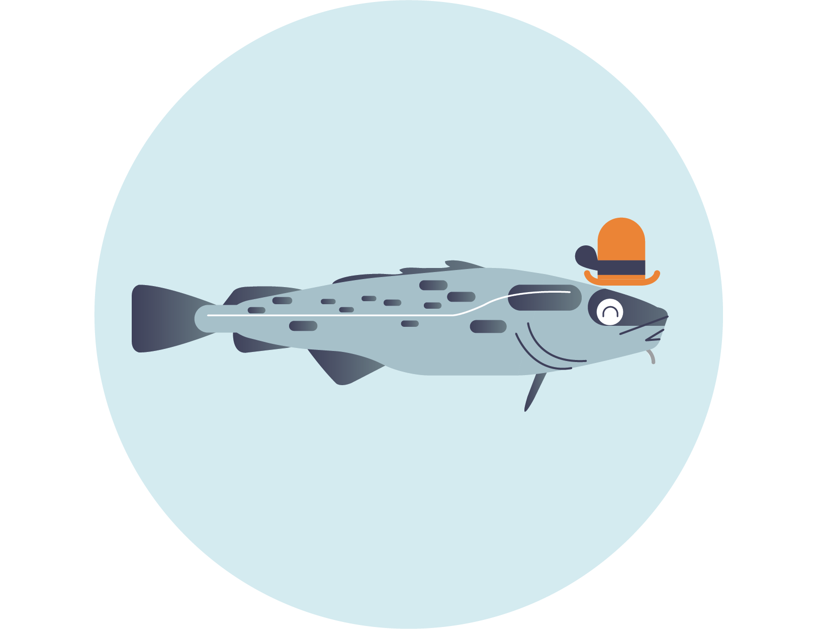 Baltic cod – Gadus morhua callarias