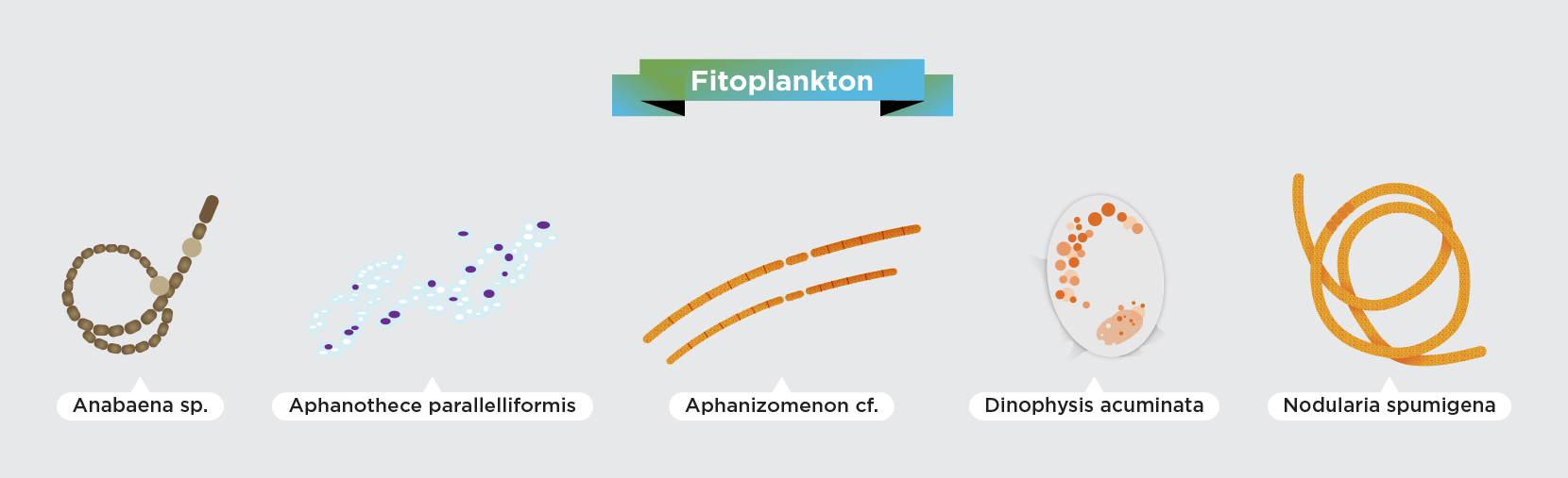 Phytoplankton – das sind pflanzliche Organismen in der Ostsee